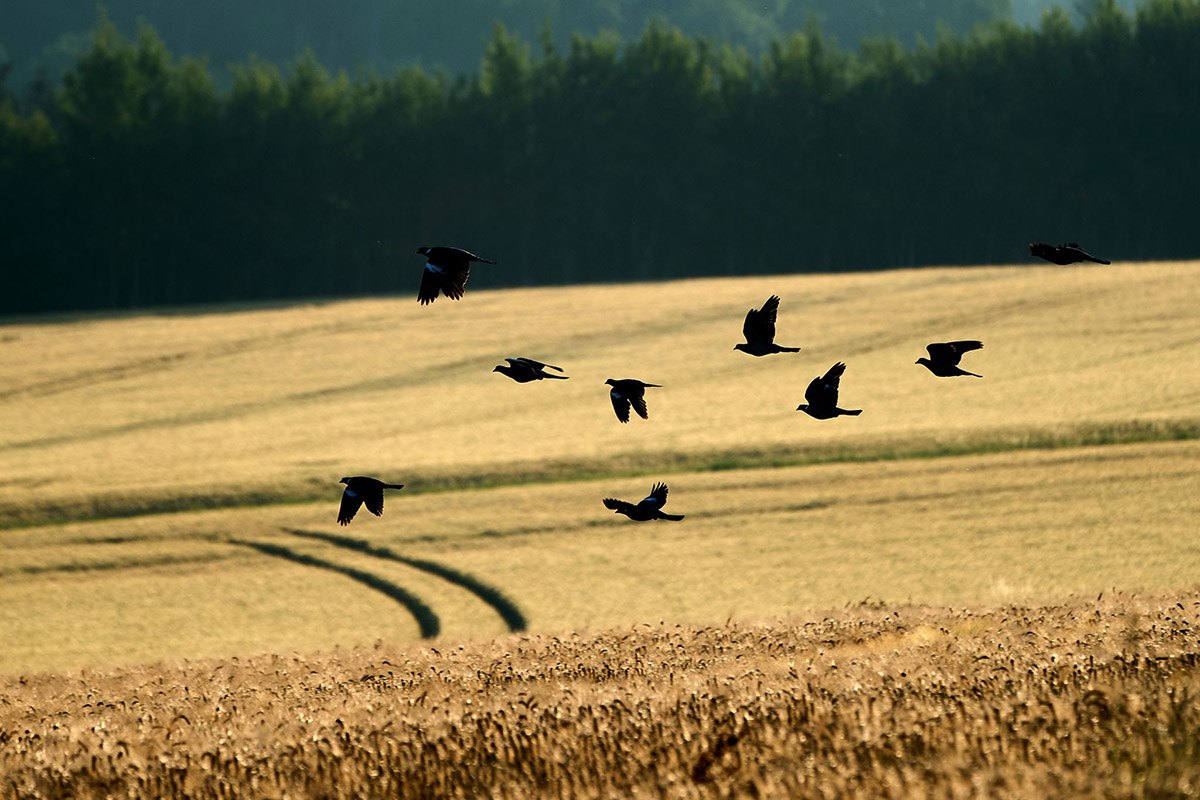 Ernte gut, Preise schlecht - Bauern im Norden von Rheinland-Pfalz besorgt
