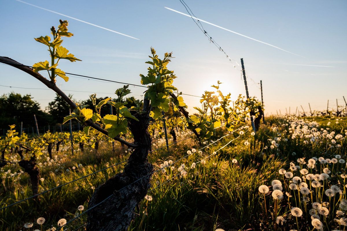 Sonnige Tage in Rheinland-Pfalz - Regen bleibt aus