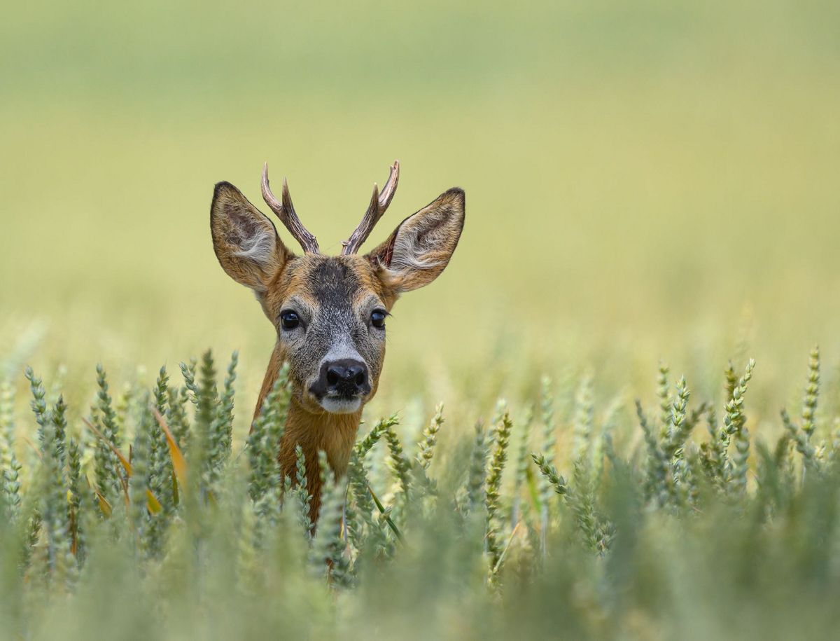 Hitze in Rheinland-Pfalz: Herausforderungen fr Wildtiere und Hilfsmglichkeiten