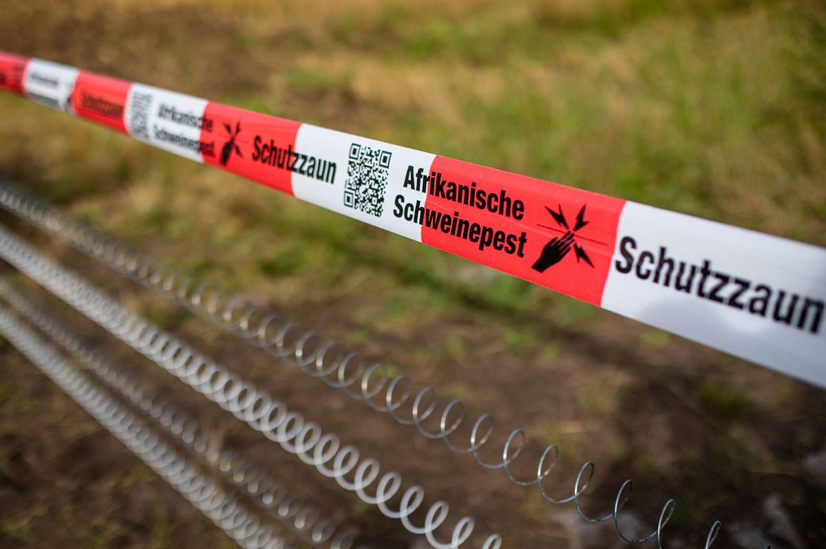 Schutzzune gegen Afrikanische Schweinepest. (Foto: Christoph Schmidt/dpa)