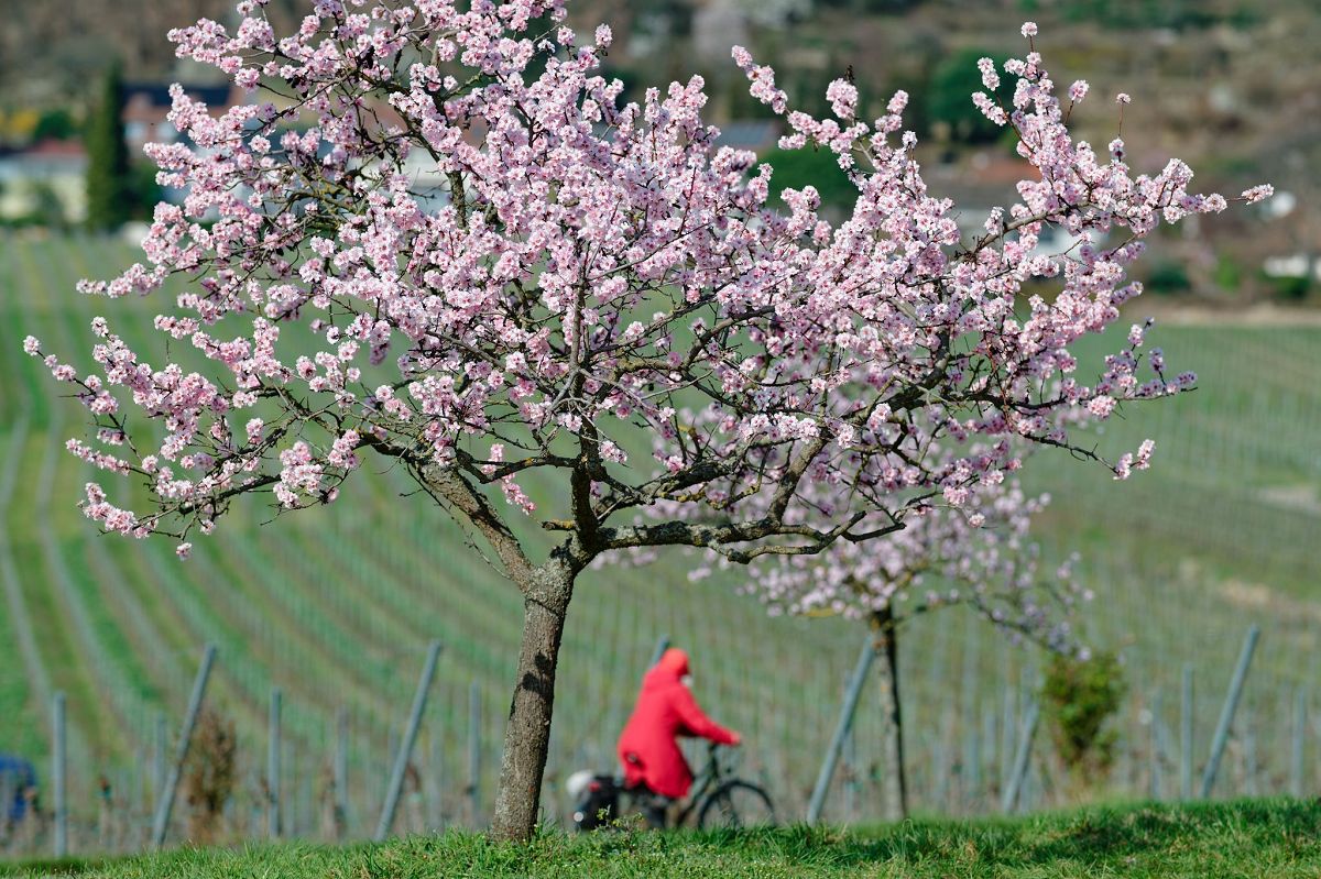 (Foto: Uwe Anspach/dpa)