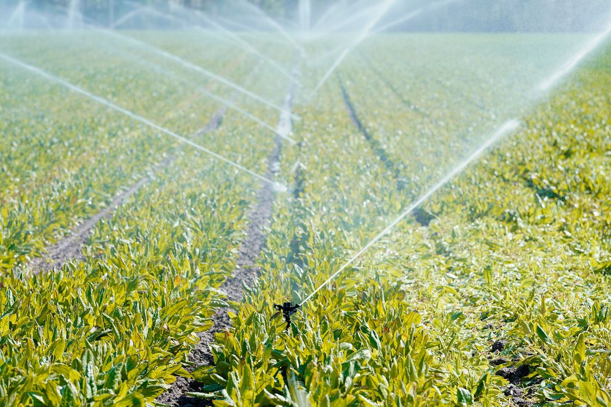 Wasserentnahmeentgelt f�r Landwirte in Rheinland-Pfalz: Kontroverse um B�rokratie und Kosten