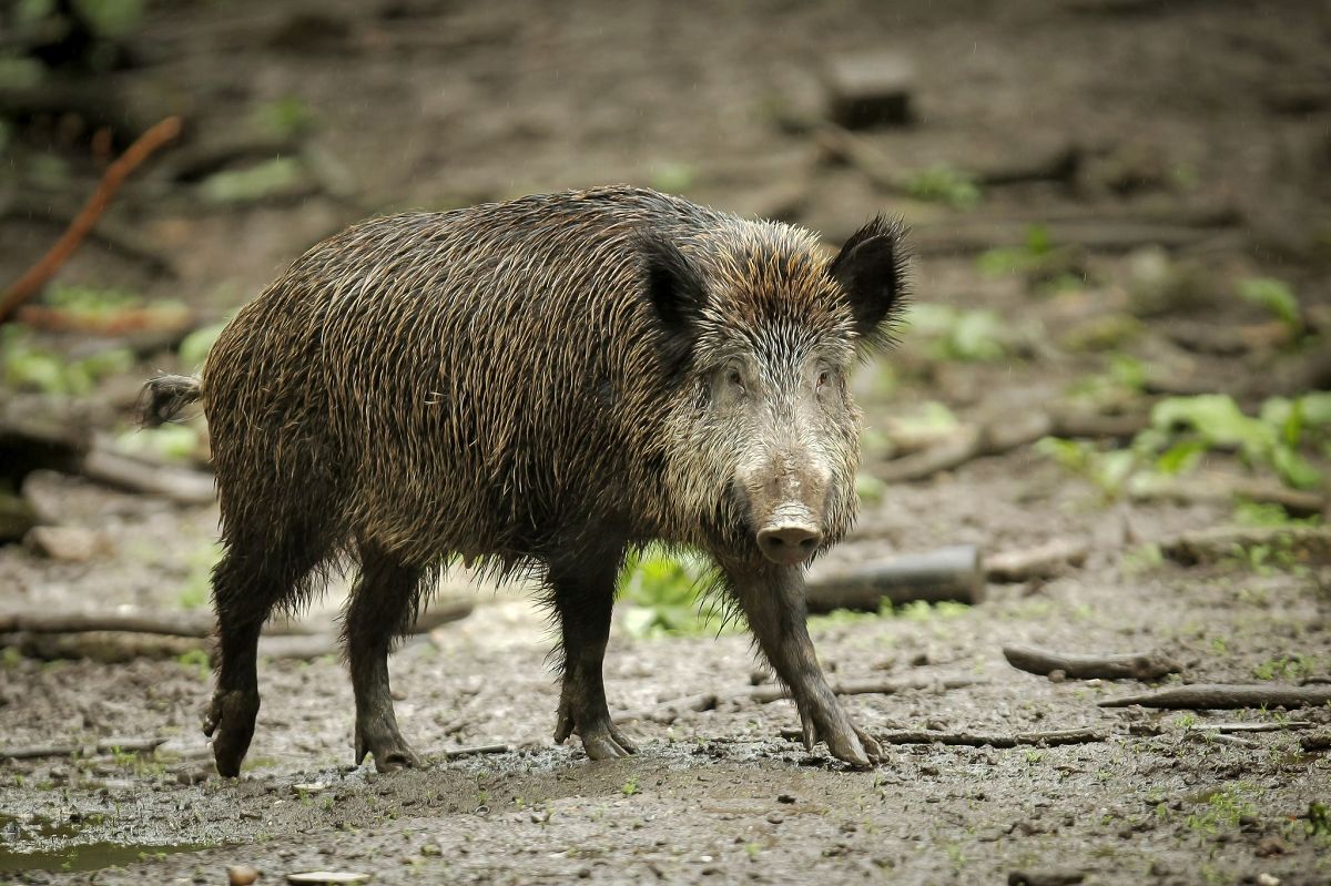 Wildschwein. (Foto: Fredrik von Erichsen/dpa)