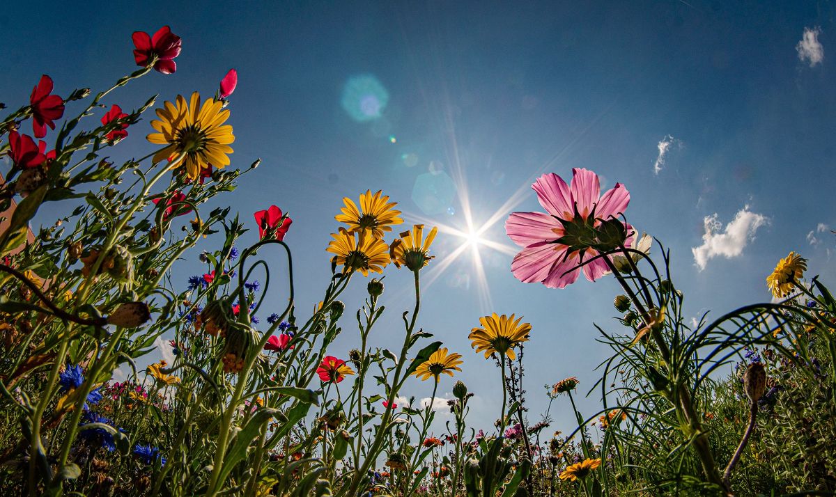Sommerliche Temperaturen in Rheinland-Pfalz: Bis zu 34 Grad erwartet