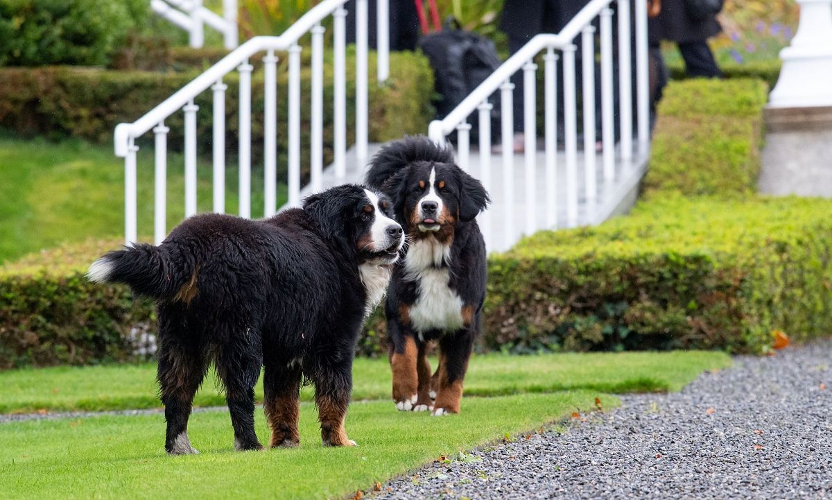 Berner Sennenhunde. (Foto: Bernd von Jutrczenka/dpa)