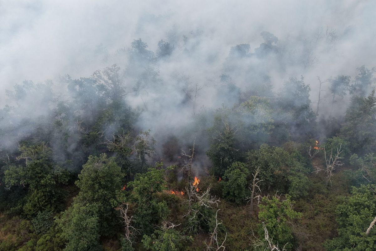 Waldbrände in Rheinland-Pfalz: Herausforderungen und Lösungsansätze