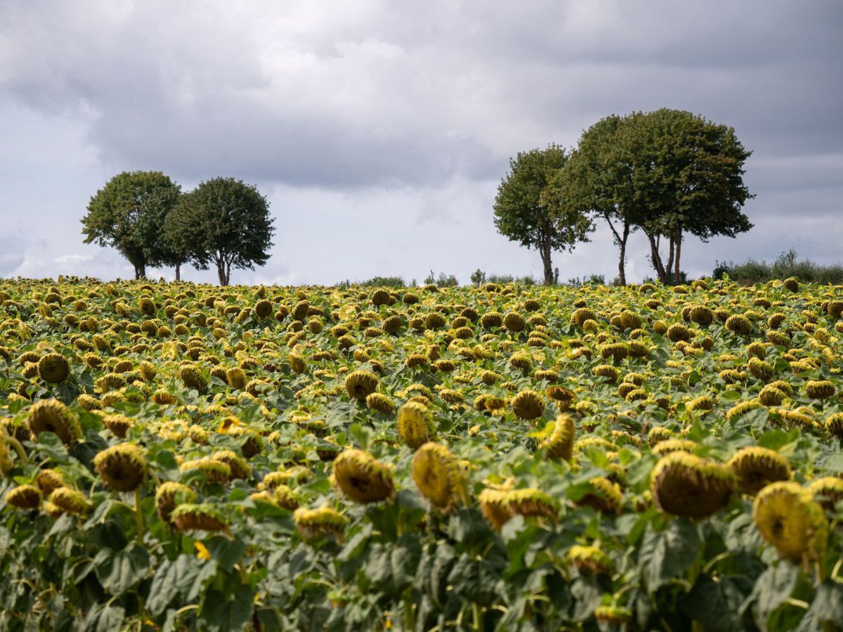 Wolkendecke �ber Rheinland-Pfalz: Sommerliche Temperaturen ohne viel Sonnenschein