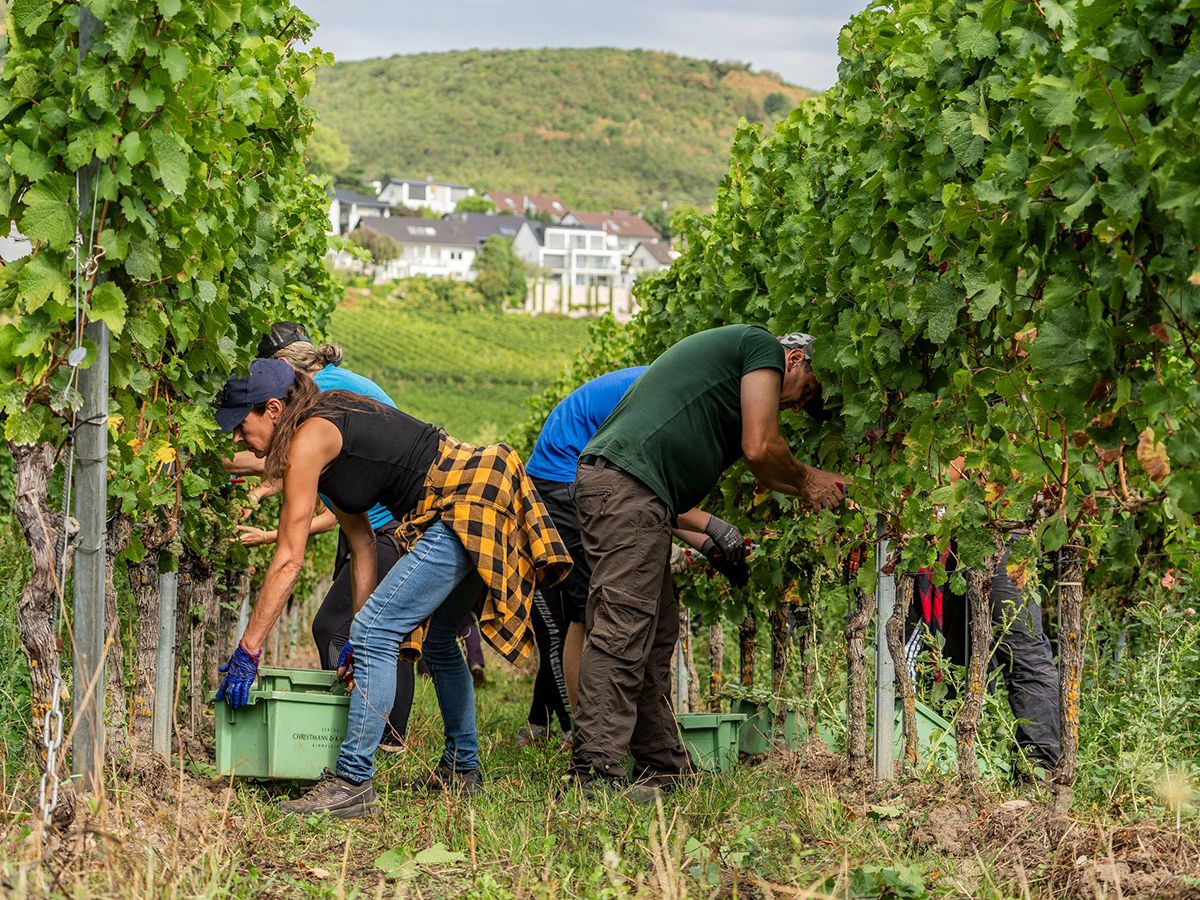 Weinlese in Rheinland-Pfalz. (Foto: Andreas Arnold/dpa)