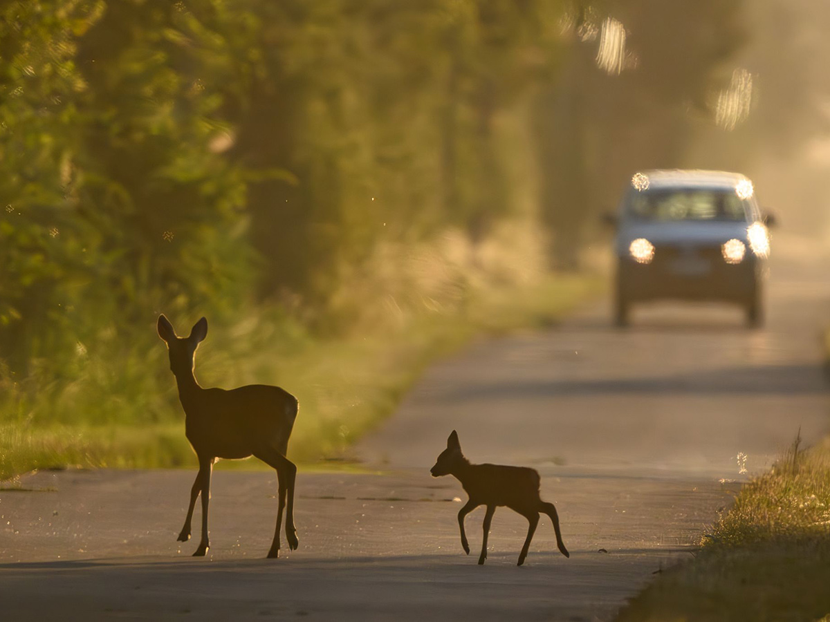 Wildwechsel am fr�hen Morgen. (Foto: Patrick Pleul / dpa)