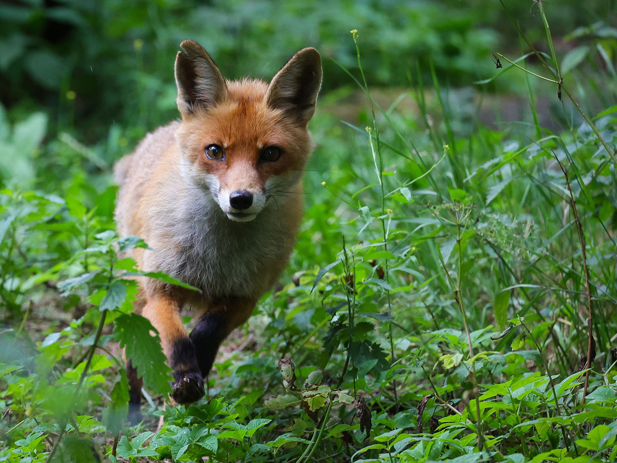 Fuchsbandwurm in Rheinland-Pfalz: Wie gro� ist die Gefahr im Wald?