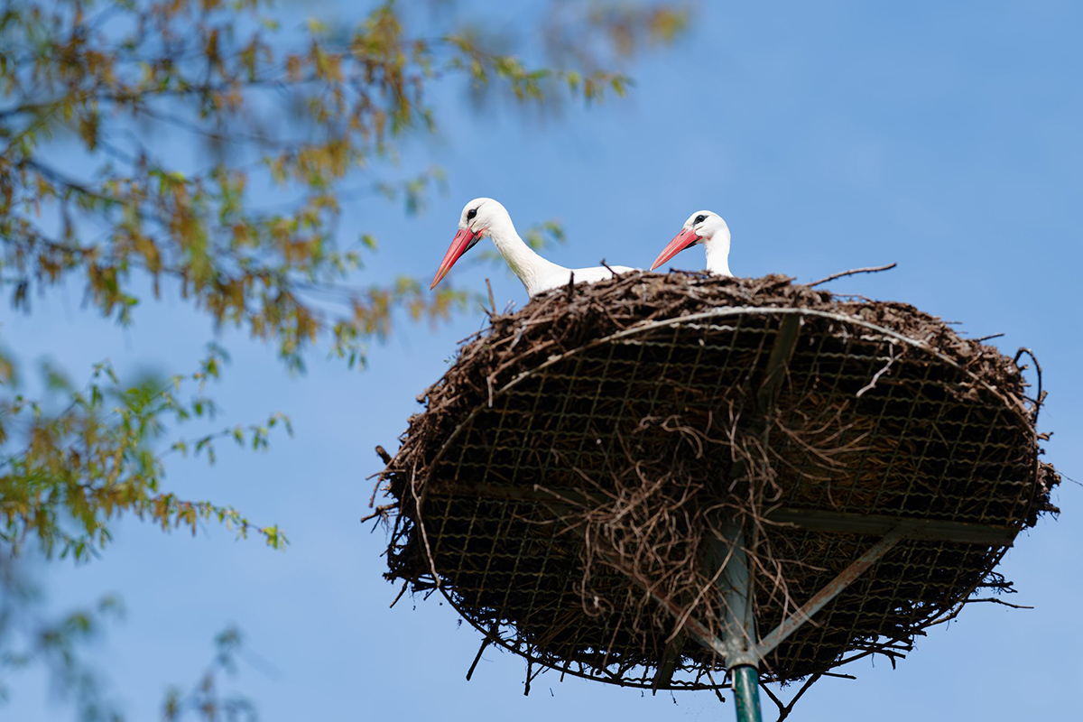 Fr�hlingshaftes Wetter in Rheinland-Pfalz: Sonnenschein und milde Temperaturen