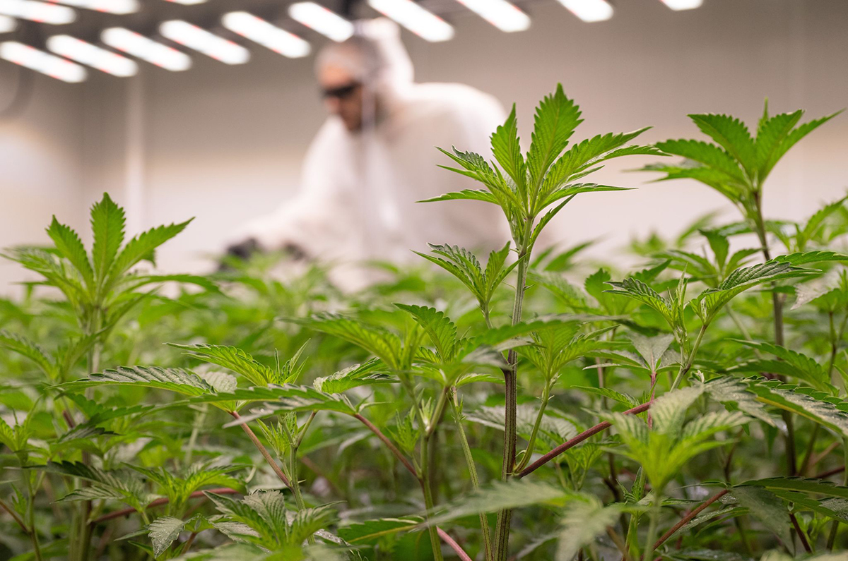 Legaler Anbau in einem Cannabis-Club. Foto: Boris Roessler/dpa