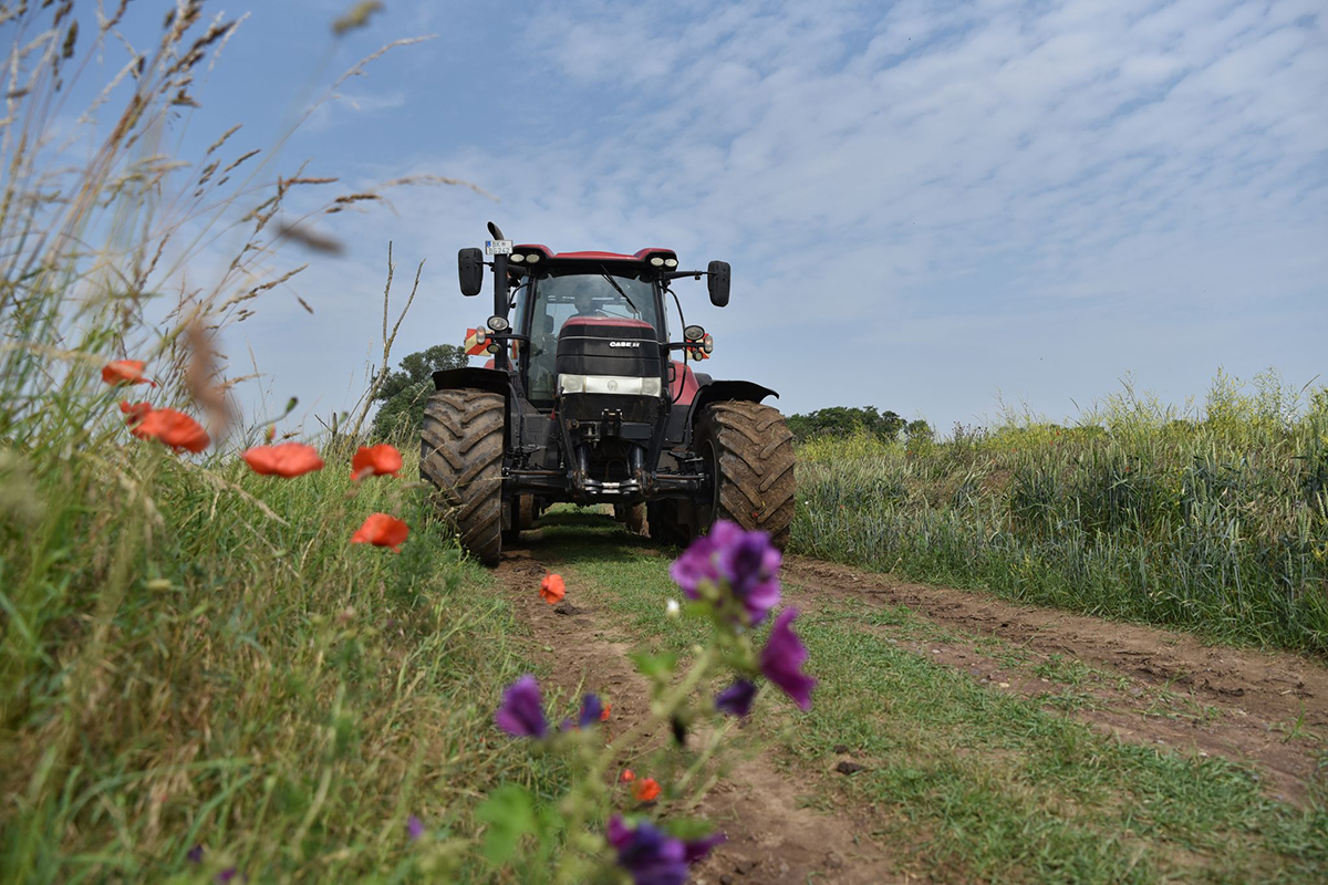 Rheinland-Pfalz: Landwirtschaft und Umweltschutz schmieden neue Allianz fr Artenvielfalt