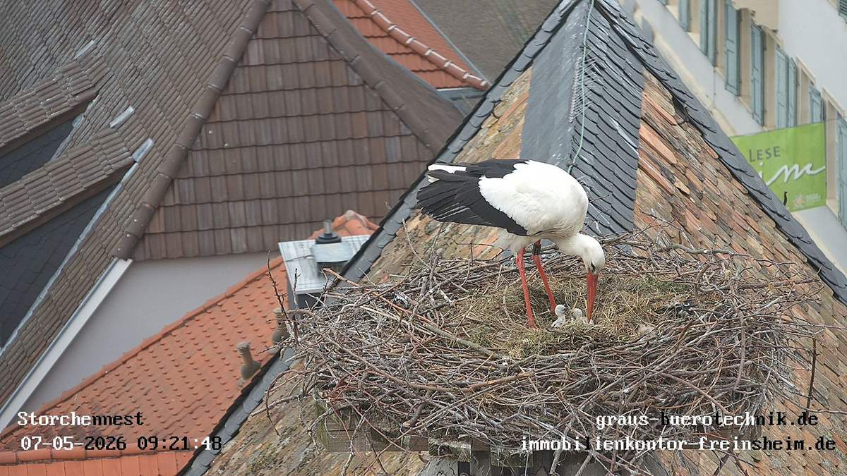 Virtuelle Rundreise durch Rheinland-Pfalz: Webcams im Einsatz