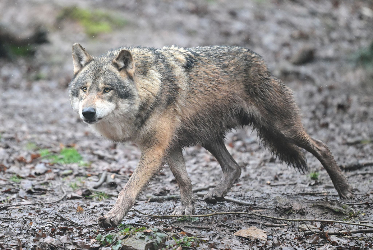 Wolf. Foto: Bernd Wei�brod/dpa