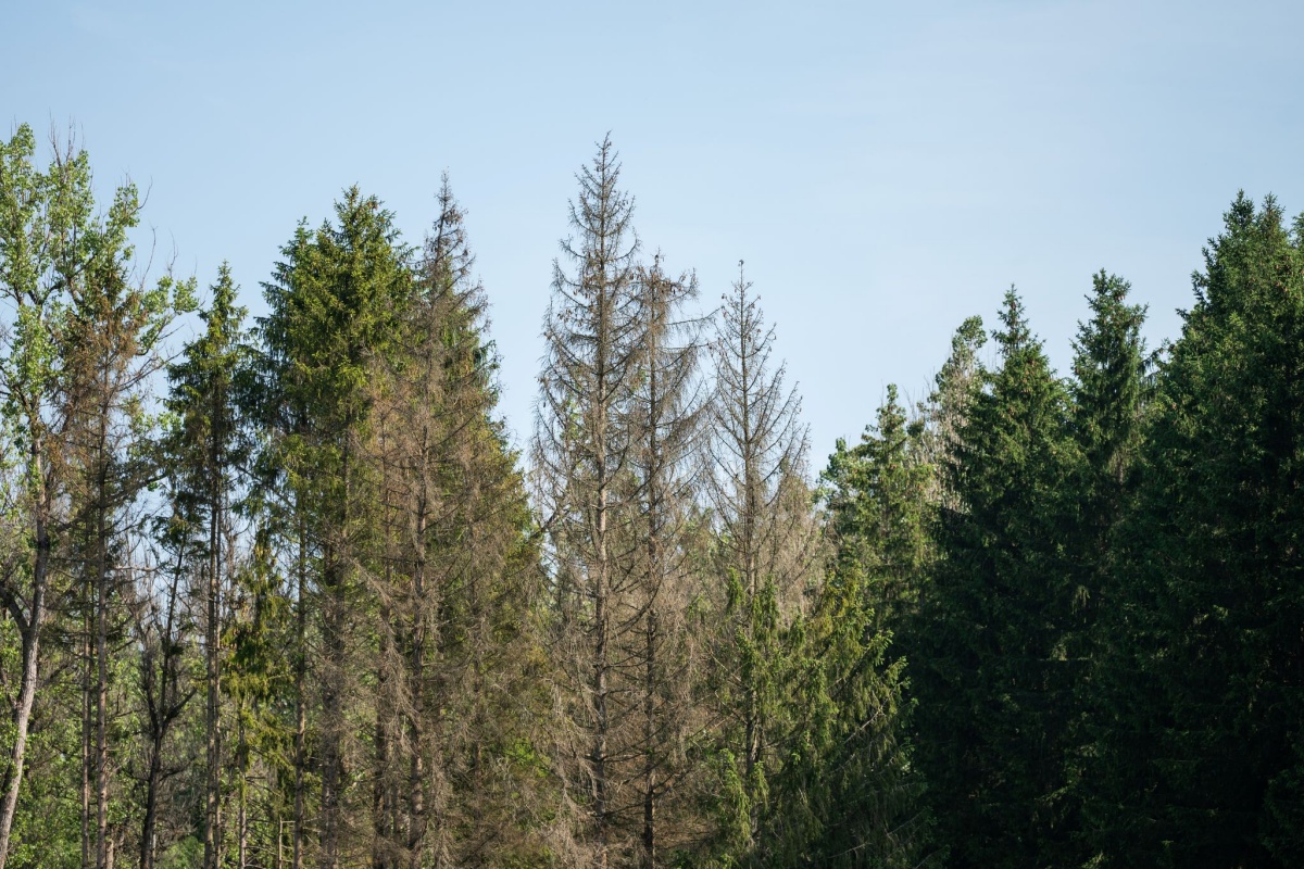 Herbststurm in Rheinland-Pfalz: Landesforsten warnt vor Waldgefahren