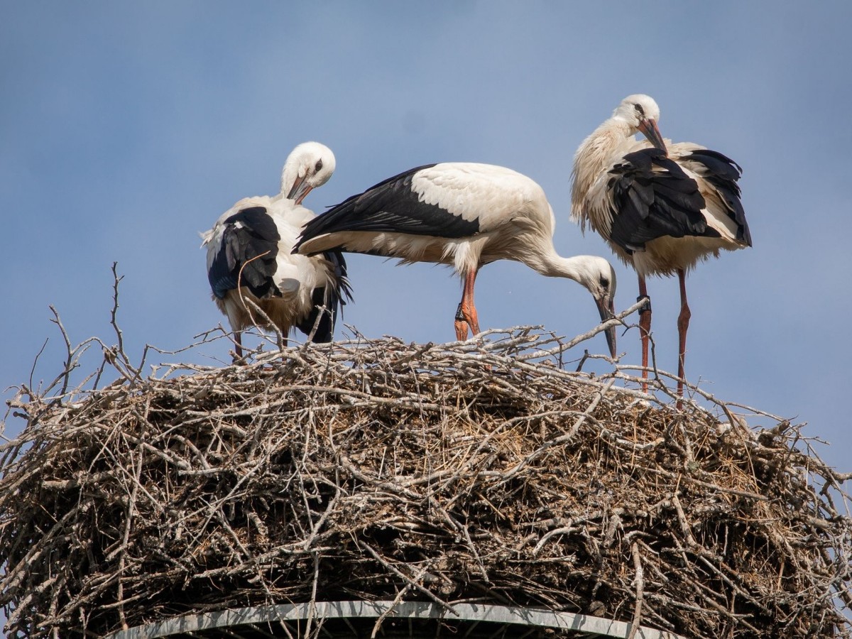 R�ckkehr der St�rche in Rheinland-Pfalz verz�gert sich - Ursachen unklar