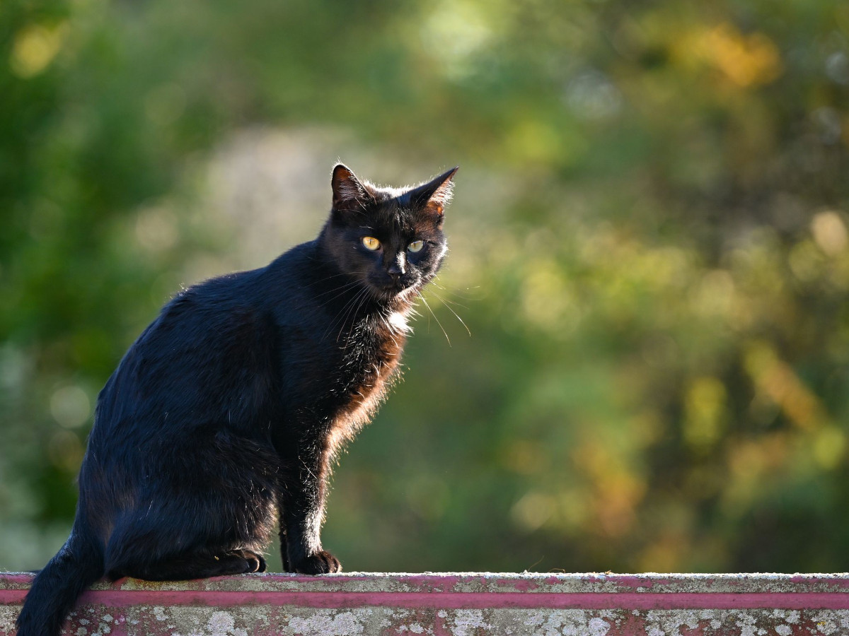 Foto: Patrick Pleul/dpa