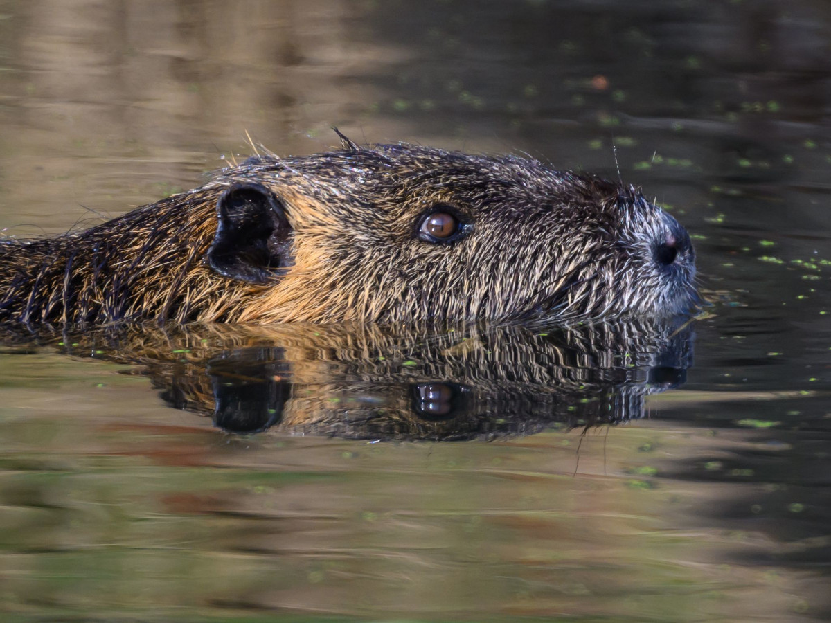 Nutria (Foto: Patrick Pleul/dpa)