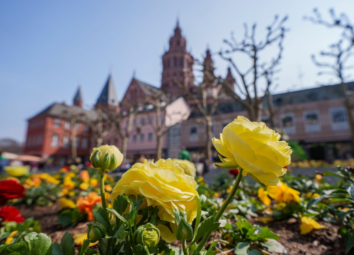 Fr�hlingsboten in Mainz (Foto: Andreas Arnold/dpa)