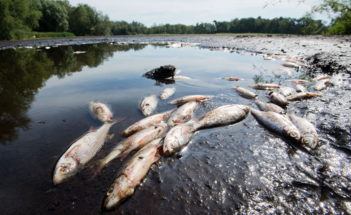 Fischsterben am Steinhuder Meer. Foto: Julian Stratenschulte/dpa