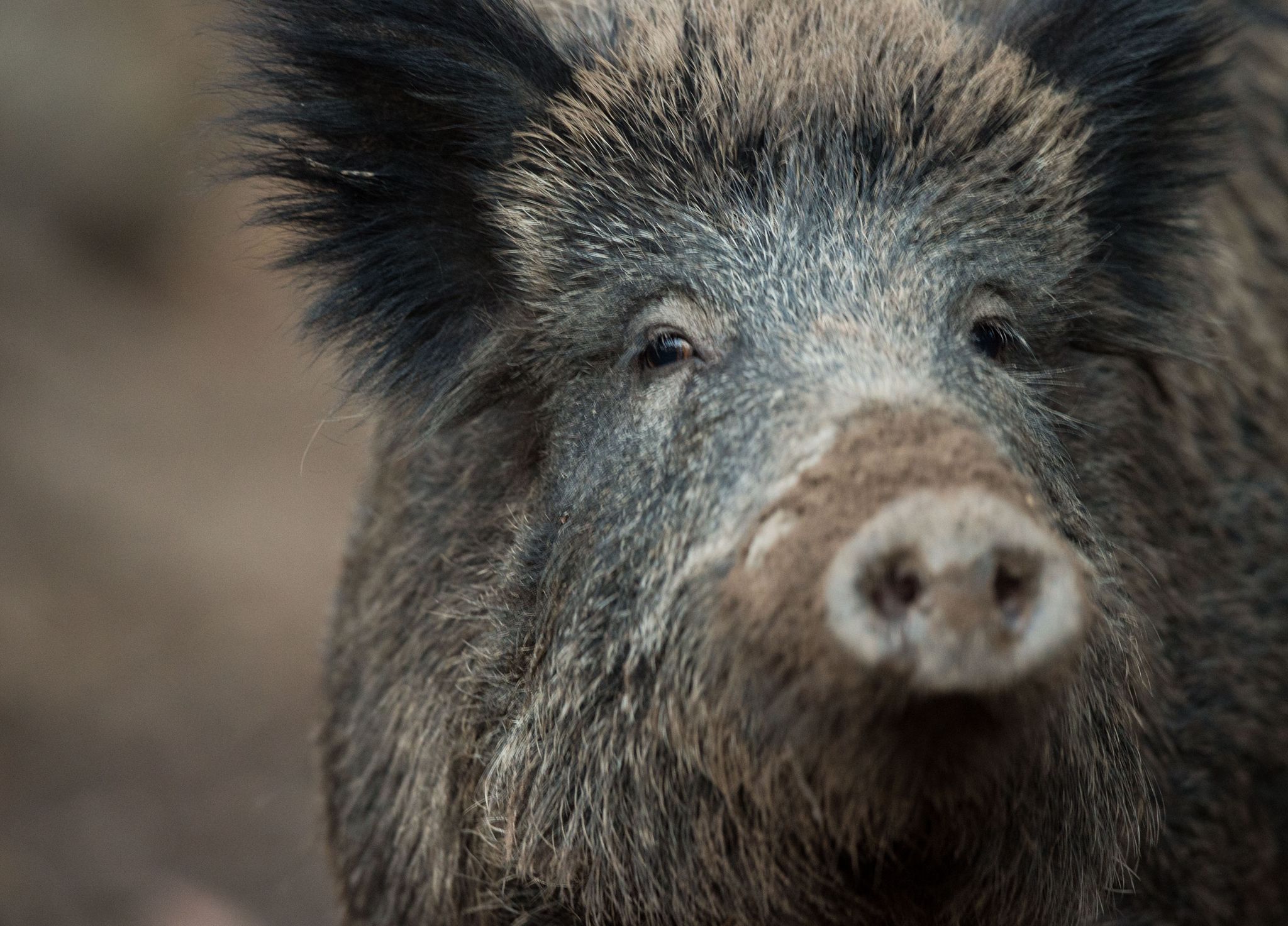 Aggressives Wildschwein sorgt fr Aufregung in Unkel