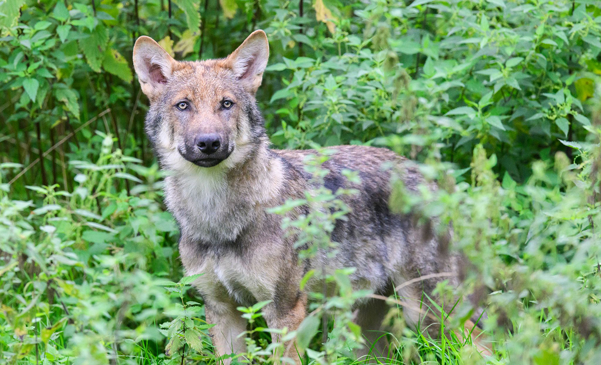 Wolf. Foto: Julian Stratenschulte/dpa