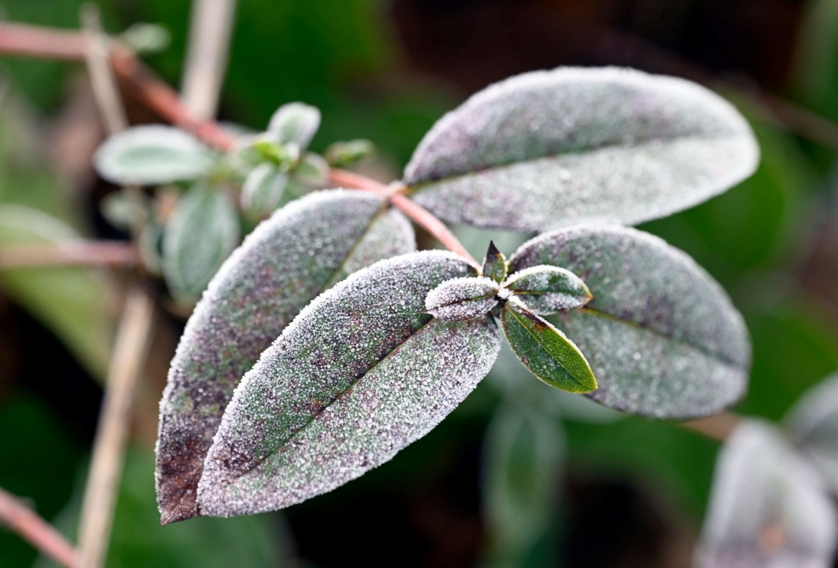 Winterliche Aussichten: Frost, Nebel und Glätte in Rheinland-Pfalz erwartet