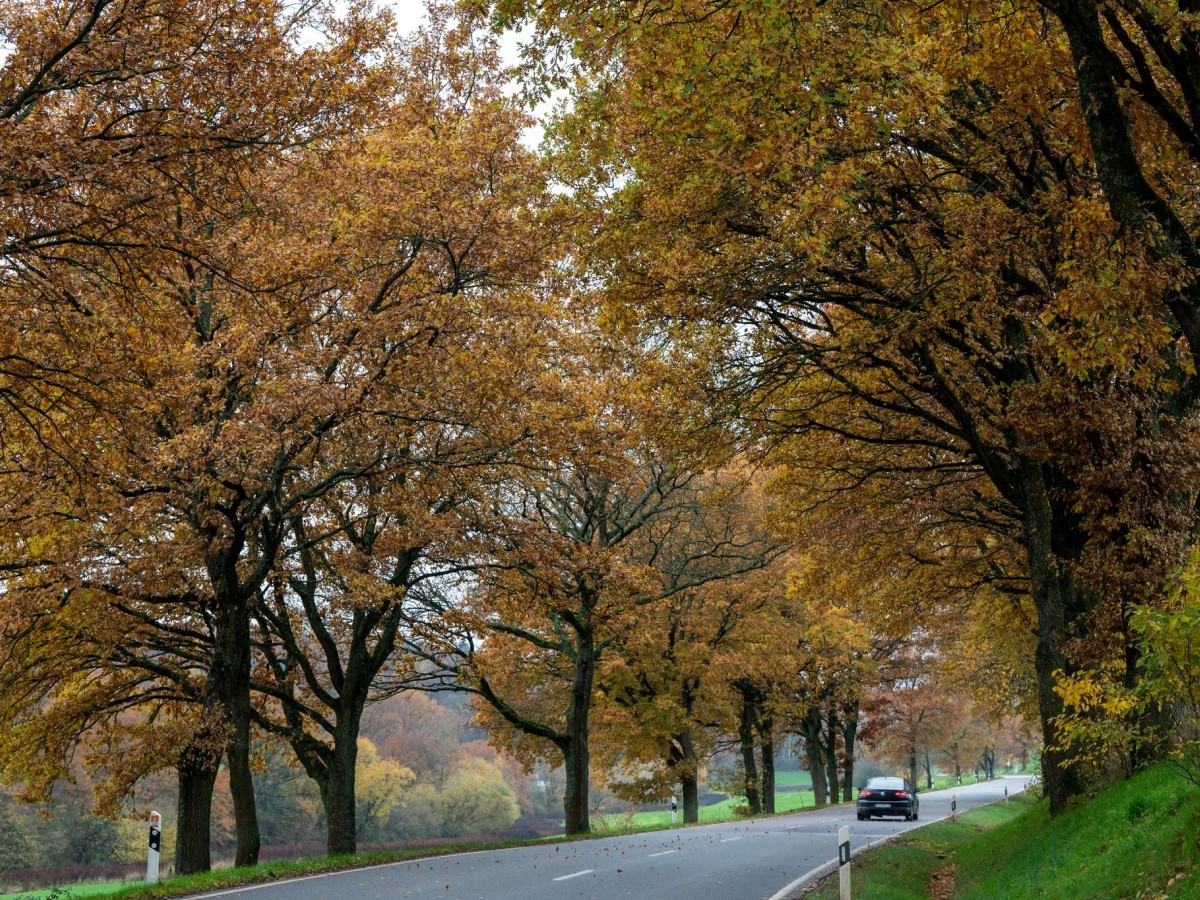 Trüber Herbst in Rheinland-Pfalz: Nebel und Wolken dominieren das Wochenende