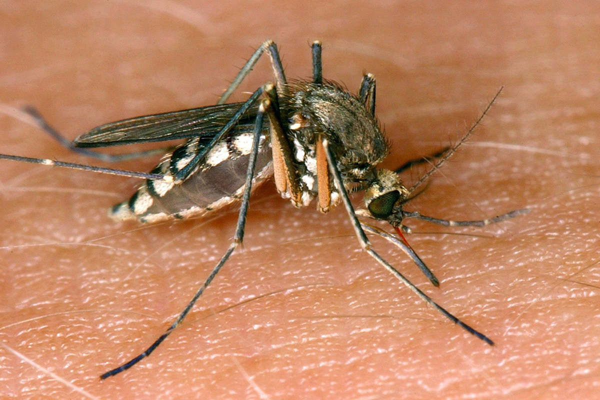 Erster Nachweis des West-Nil-Virus in Rheinland-Pfalz sorgt f�r Aufmerksamkeit