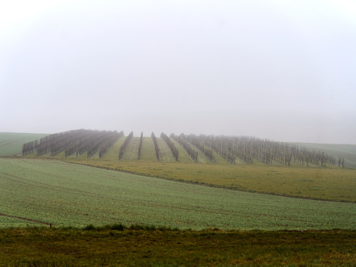 Nebel in Rheinland-Pfalz - Wetter. (Foto: Sascha Ditscher/dpa)