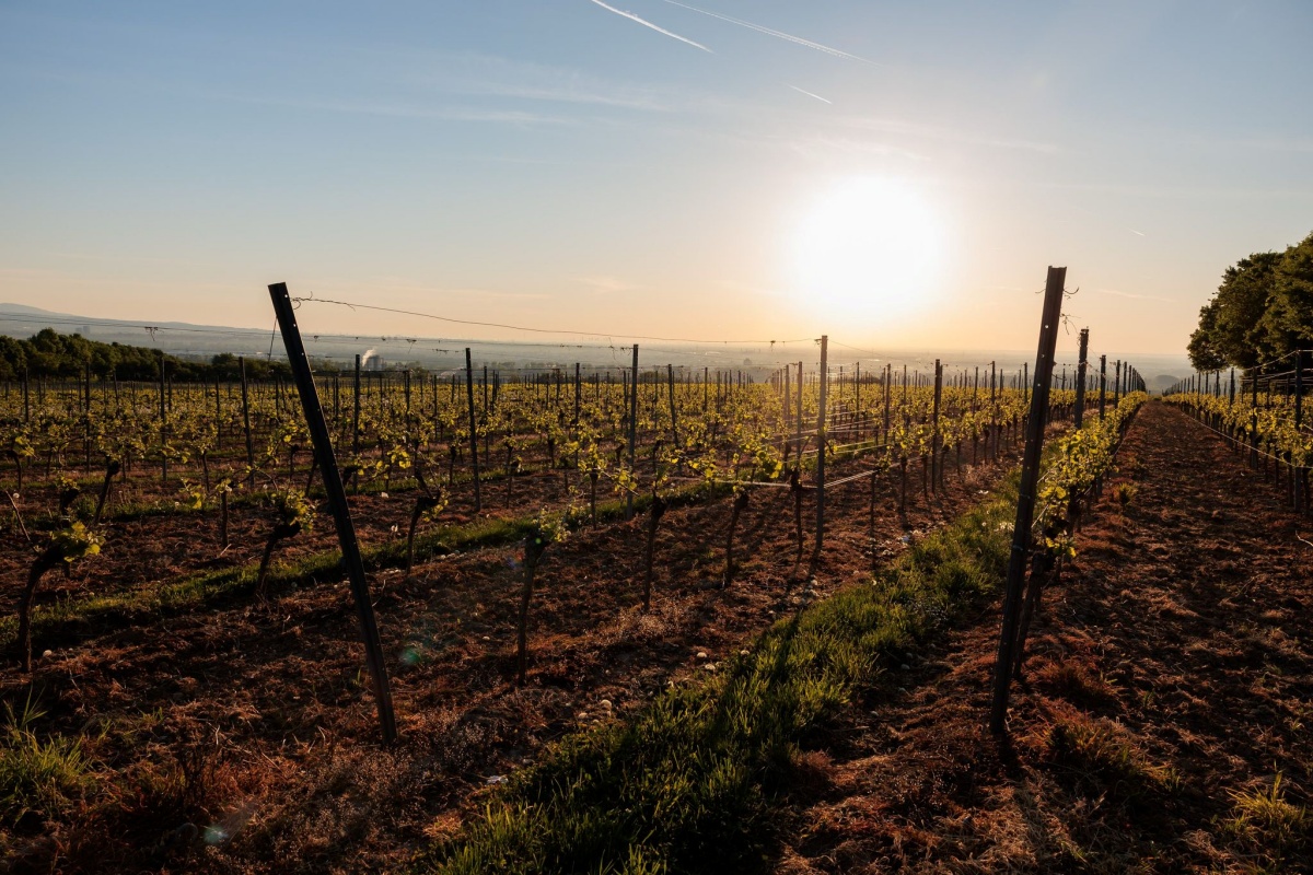Sonne und Hitze in Rheinland-Pfalz: Temperaturen steigen deutlich
