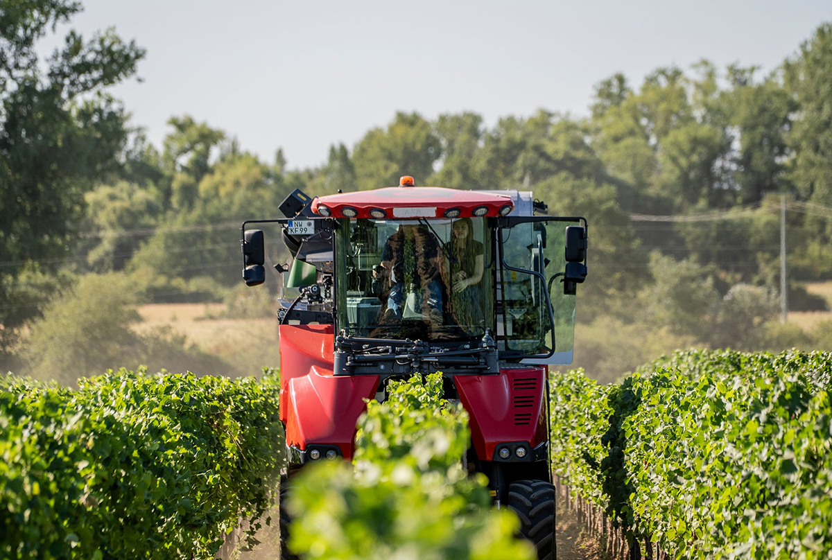 Früheste Weinlese in Rheinland-Pfalz: Winzer brechen Urlaub ab