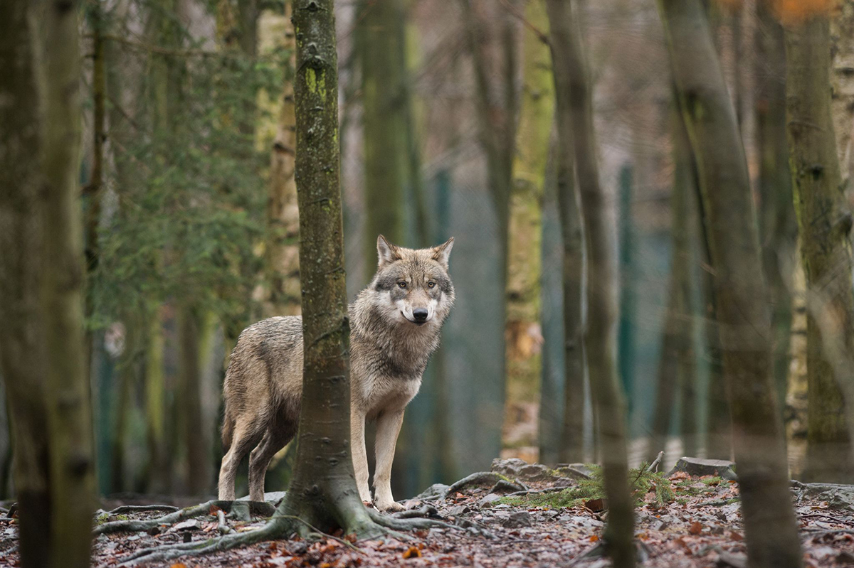 Neues Jagdrecht in Rheinland-Pfalz: Ein Kompromiss fr Wald und Wild