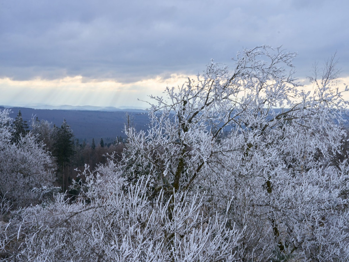 Foto: Thomas Frey/dpa