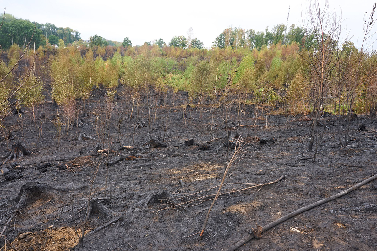 Waldbrand im Westerwald. Foto: Thomas Frey/dpa
