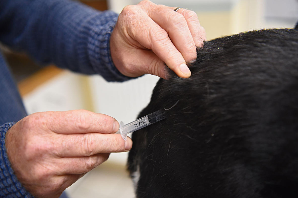 Tollwut Impfung Hunde. Foto: Nicolas Armer/dpa