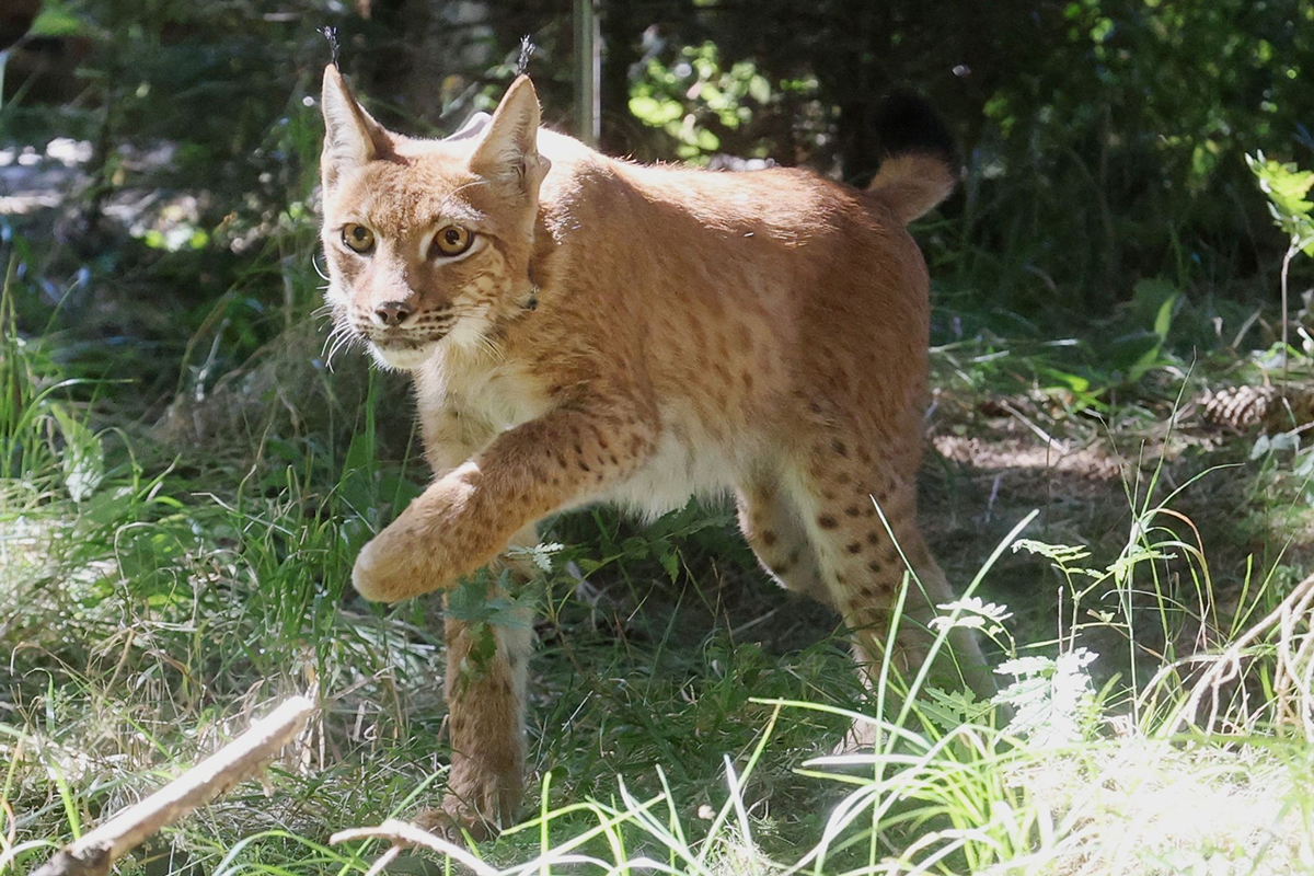Luchs. Foto: Bodo Schackow/dpa