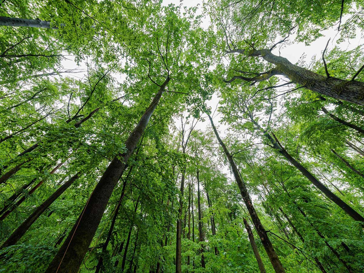 Lennebergwald. (Foto: J�rg Halisch/dpa)