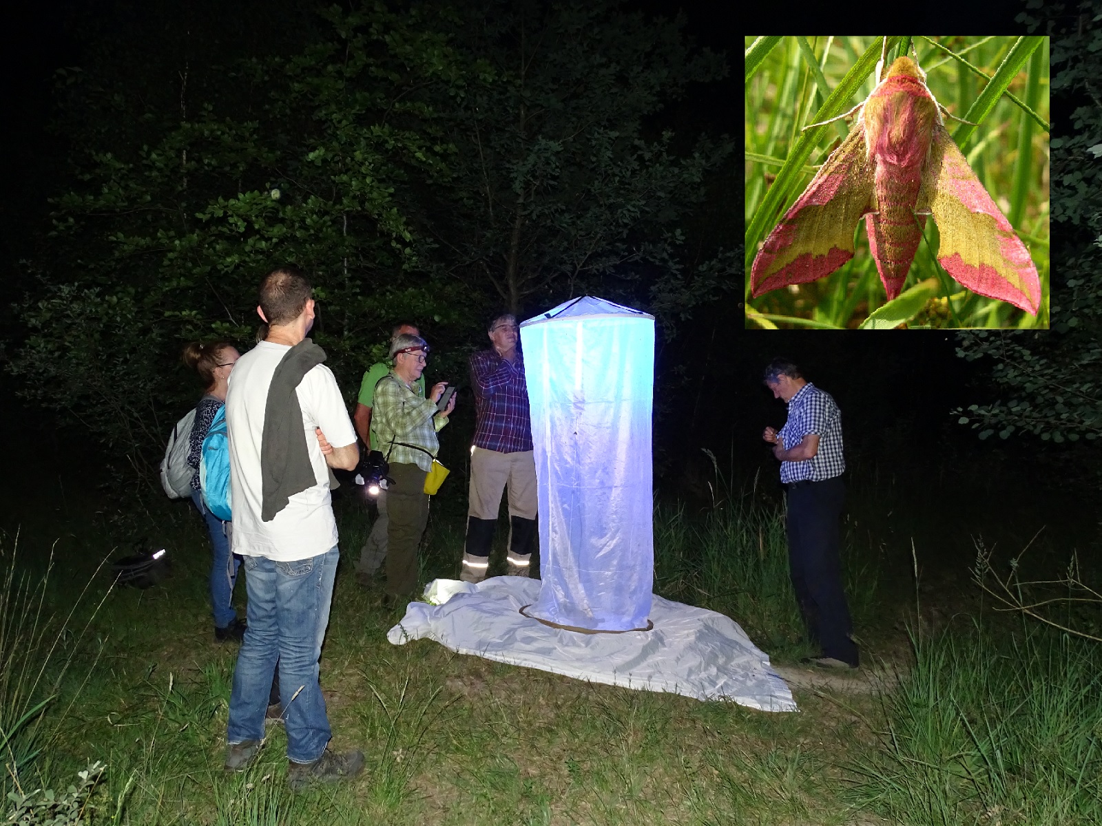 Nachtfalter im Scheinwerferlicht: Entdeckungsreise im Buchholzer Moor