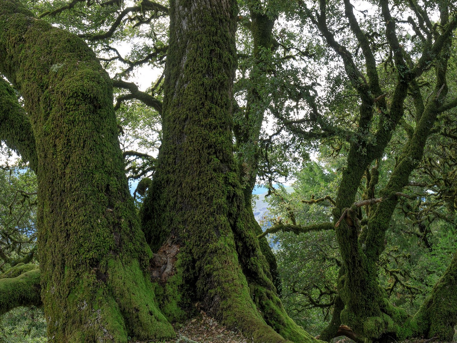 Tag des Baums: Unersetzliche Giganten - Der unschtzbare Wert alter Bume fr unser kosystem