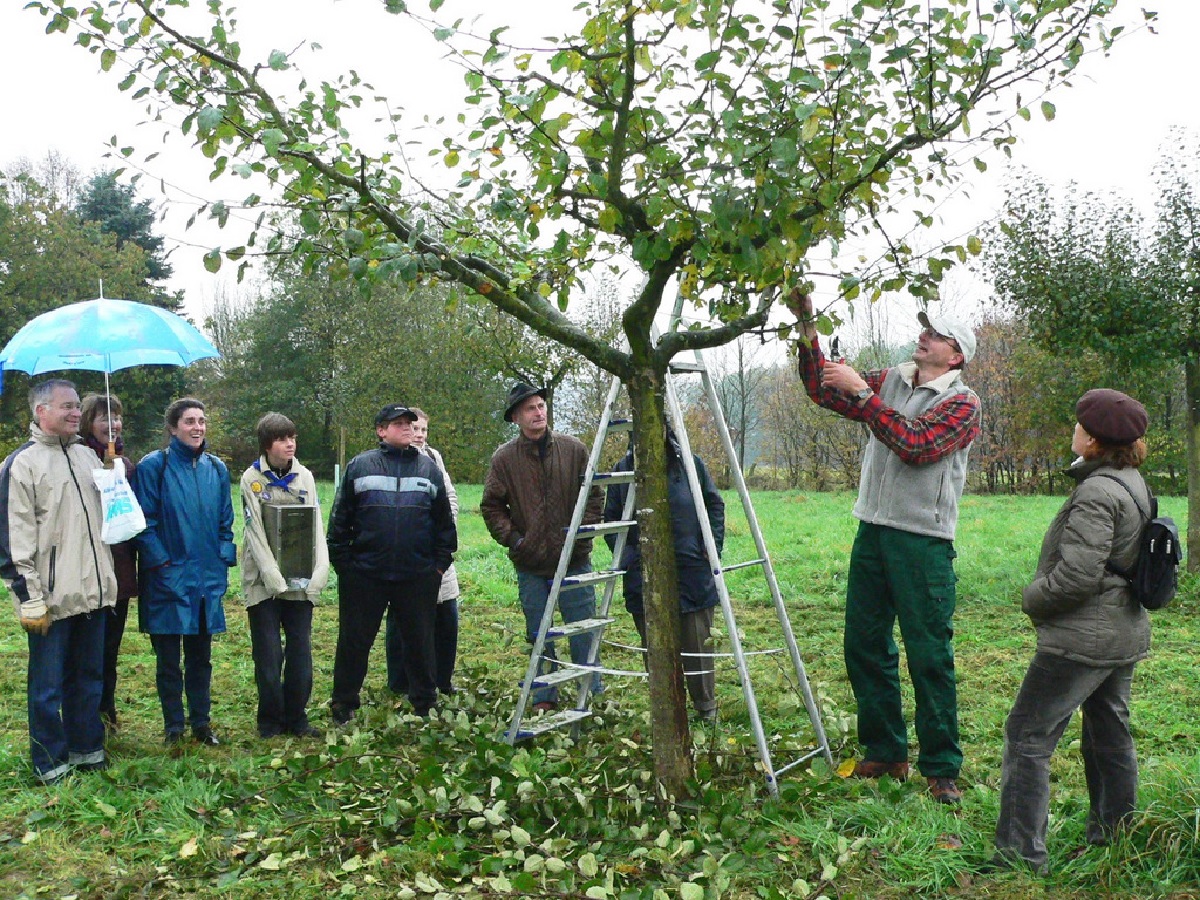 Tag der Streuobstwiese: Kostenloser Obstbaumschnittkurs in Selters