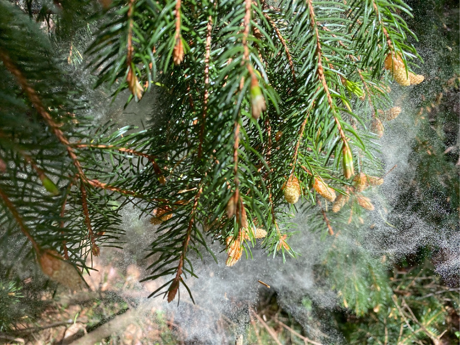 Anhausen: Gelbgrüne Wolken schweben mysteriös durch den Wald