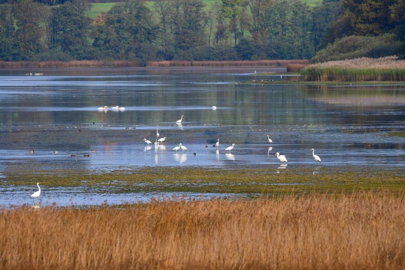 NI fordert: Kein neues Baugebiet am Dreifelder Weiher!
