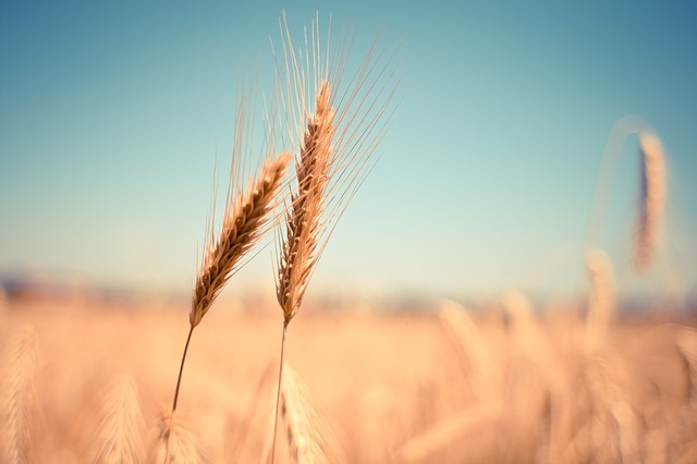 Die langanhaltende Trockenheit bereitet den landwirtschaftlichen Betrieben groe Probleme. (Foto: picjumbo.com auf Pixabay)