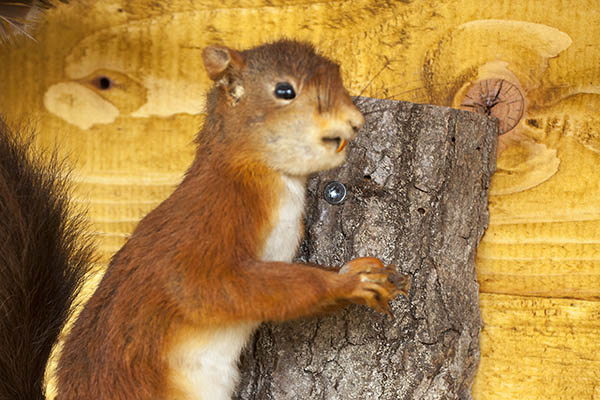 Eine ganze Reihe von Tierprparaten sind zu bestaunen. Fotos: Wolfgang Tischler