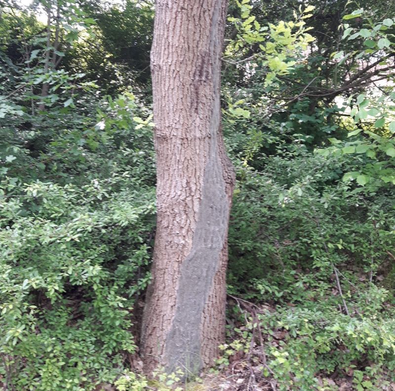 Wie ein grauer Schleier legt sich ein groes Nest der Eichenprozessionsspinner um den Stamm der Eiche. Das Foto wurde Ende Mai aufgenommen, das Nest anschlieend abgesaugt. Trotzdem knnen noch Hrchen und Gespinstreste in den sten hngen. Deshalb ist weiterhin Vorsicht geboten in der Nhe von Eichen. Foto: VG Montabaur