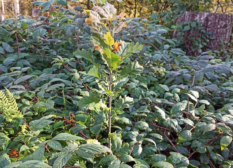 Brgermeister von kologischer Wiederbewaldung beeindruckt