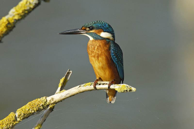 Eisvogel. Foto: NABU