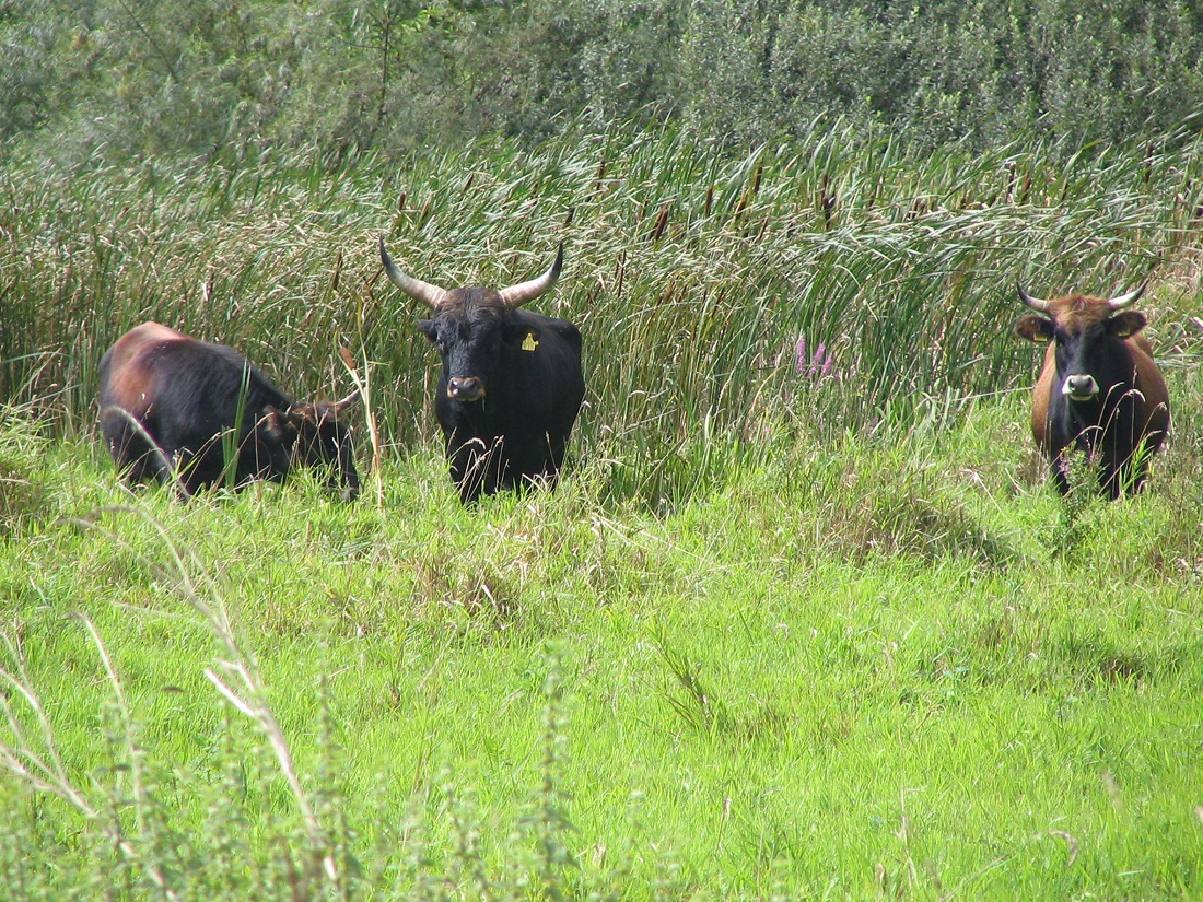 Die bekannten Heckrinder sind nur ein Teil von dem, was im Engerser Feld entdeckt werden kann (Foto: privat)